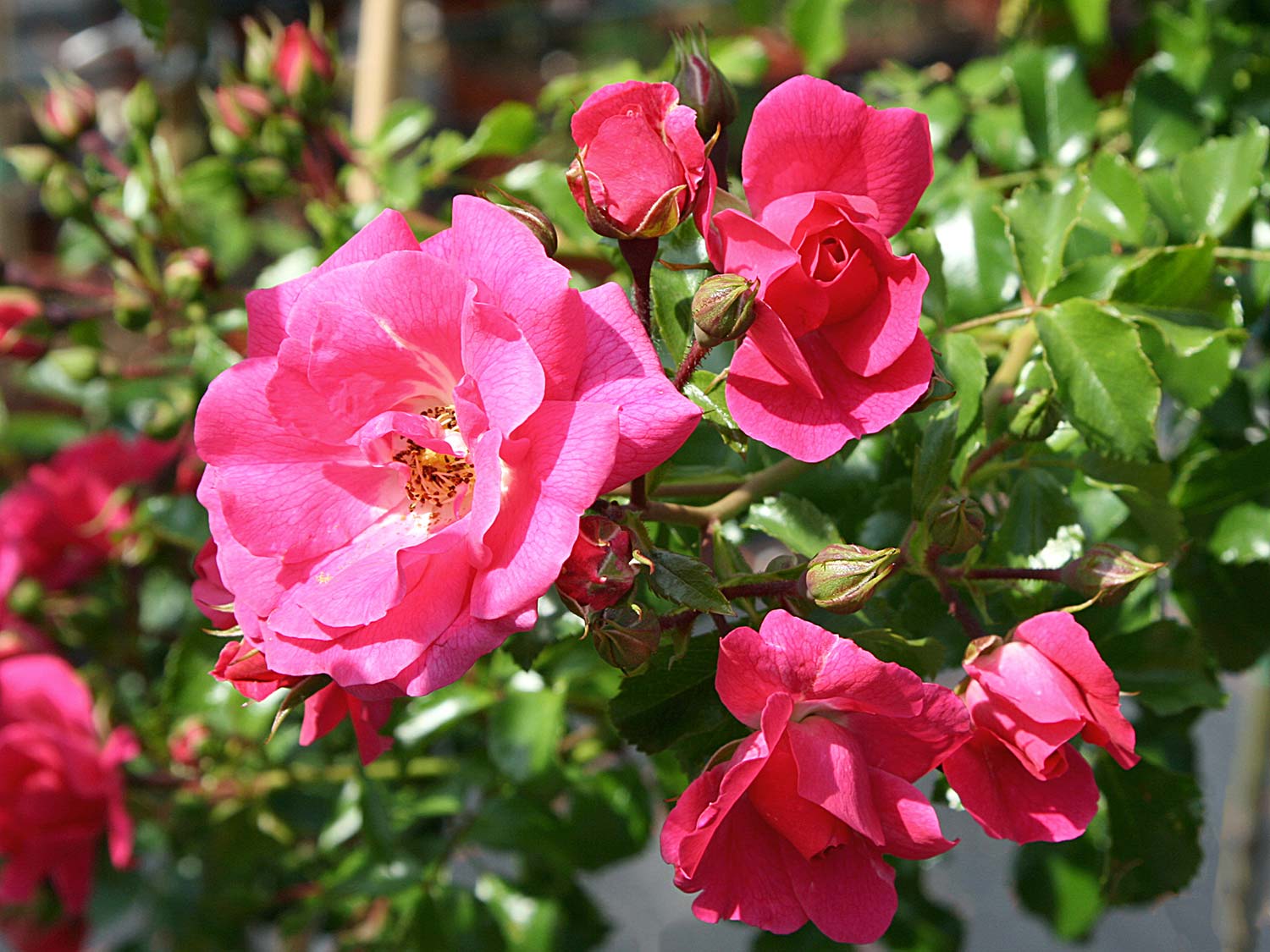 Rose Heidetraum® | Hauenstein AG