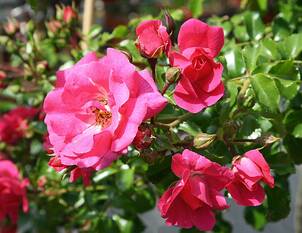 Rose Heidetraum®