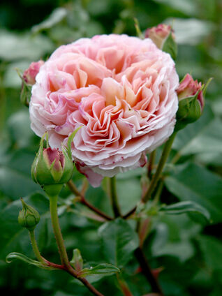 Abraham Darby®