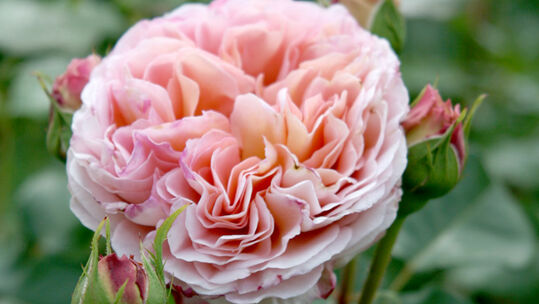 Abraham Darby®