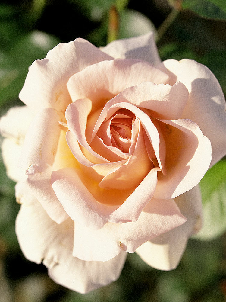 Rosen Und Manner Rosenkavaliere Hauenstein Ag