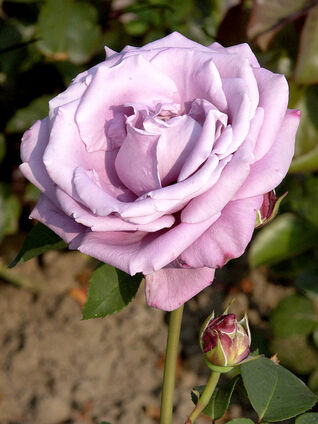 Charles de Gaulle Foto © PlantaPro