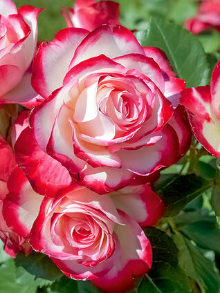 Jubilée du Prince de Monaco®