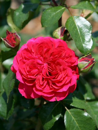 Red Leonardo da Vinci