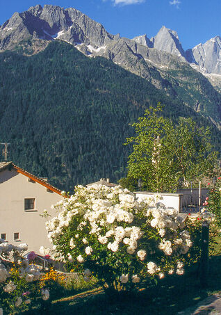 Strauchrose 'Schneewittchen'® in Soglio GR auf 1'090 m.ü.M.