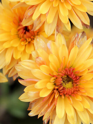 Die gelbe Chrysantheme hat in Japan eine besondere kulturelle Relevanz – hier zu sehen ist die Sorte 'Beppie Bronze'.