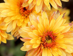Herbstzauber – Chrysanthemum indicum 