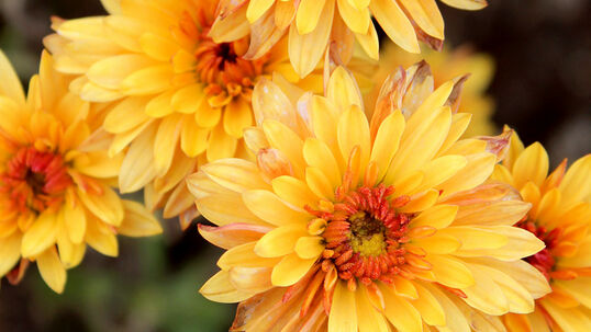 Die gelbe Chrysantheme hat in Japan eine besondere kulturelle Relevanz – hier zu sehen ist die Sorte 'Beppie Bronze'.