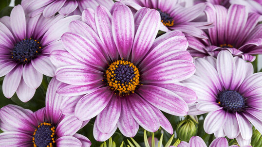 Mit ihren korbartigen Blüten ähneln die Kapkörbchen tatsächlich der Margerite.