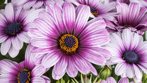 Kapkörbchen – Osteospermum ecklonis