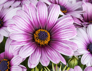 Kapkörbchen – Osteospermum ecklonis