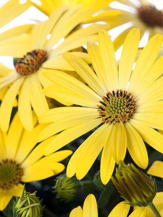 Osteospermum ecklonis liebt sonnige und warme Standorte und fühlt sich ab ca. 10 Grad Celsius besonders wohl.