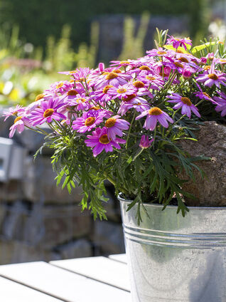 Das Kapkörbchen ist eine pflegeleichte Pflanze: Bis auf regelmässiges Giessen und Düngen müssen Sie nicht viel beachten.