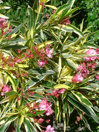 Während den Sommermonaten benötigen Oleander sehr viel Wasser.