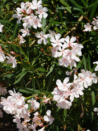 Die Wildform des Oleanders trägt rosa oder weisse Blüten; mittlerweile existieren aber viele Sorten, welche hell- und dunkelrosa, lachsfarbig, hellgelb, weiss und rot blühen.