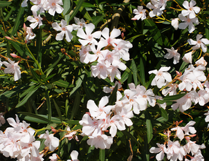 Oleander - Nerium oleander