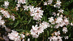 Oleander - Nerium oleander