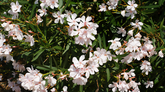 Die Wildform des Oleanders trägt rosa oder weisse Blüten; mittlerweile existieren aber viele Sorten, welche hell- und dunkelrosa, lachsfarbig, hellgelb, weiss und rot blühen.