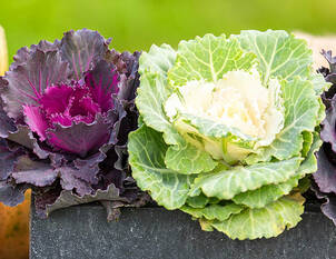 Zierkohl – Brassica oleracea