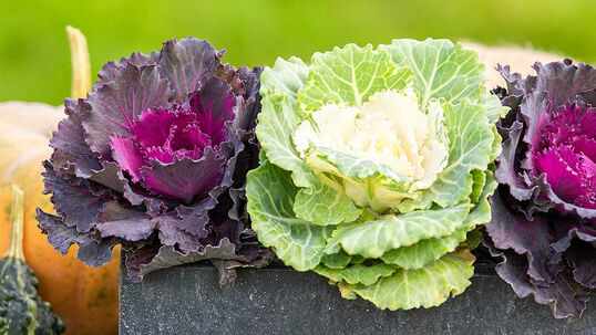 Sowohl die Wuchsart der Blätter als auch deren Färbung variieren beim Zierkohl, abhängig von der Art.