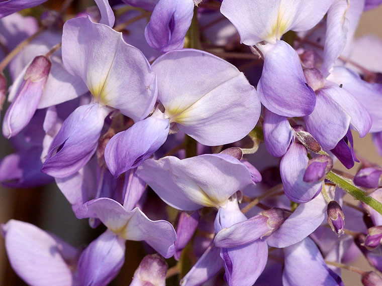 Blauregen, Glyzine  Wisteria | Hauenstein AG
