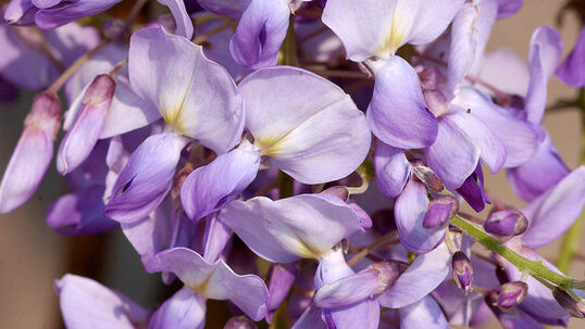 Besonders auffallend sind die violettblauen Blüten, die in dichten Trauben vor dem Blattaustrieb erscheinen und einen schwachen, angenehmen Duft verströmen. Foto © PlantaPro