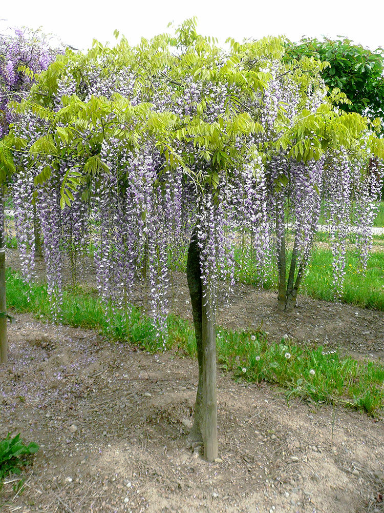 Blauregen, Glyzine  Wisteria | Hauenstein AG
