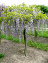 Wisteria sinensis