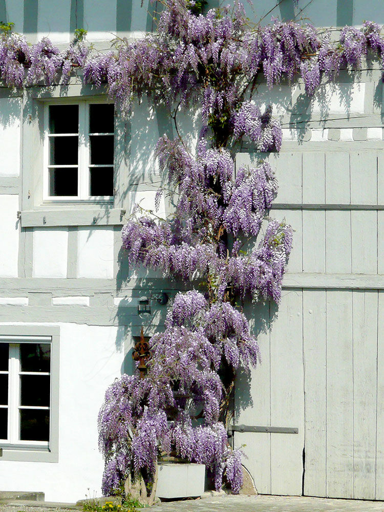 Blauregen, Glyzine  Wisteria | Hauenstein AG