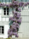 Wisteria sinensis
