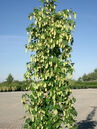 Humulus lupulus 'Golden Princess®'