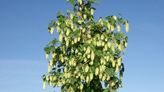 Humulus lupulus 'Golden Princess®'