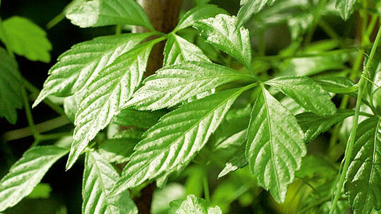 Das Kraut der Unsterblichkeit ist eine wuchsfreudige, kletternde, mehrjährige Staude.