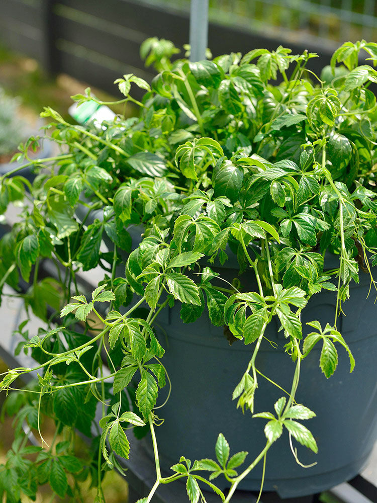 Kraut der Unsterblichkeit  Gynostemma pentaphyllum | Hauenstein AG
