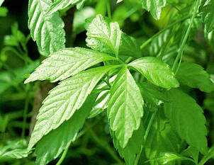 Kraut der Unsterblichkeit – Gynostemma pentaphyllum 