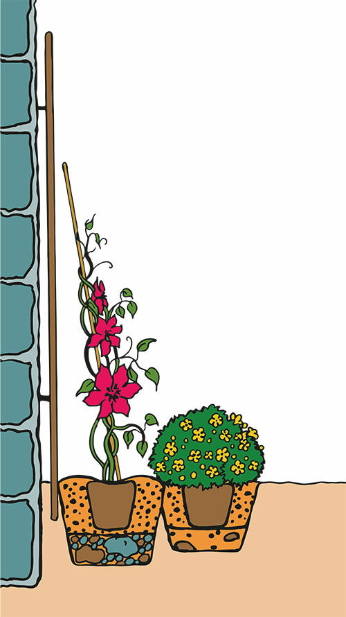 ©pflanzanleitung.ch JardinSuisse