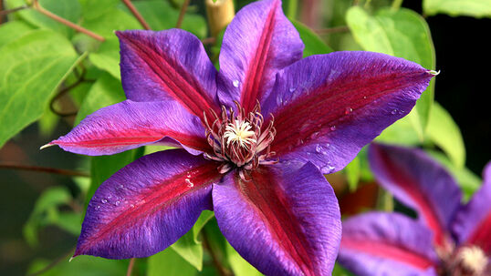 Clematis 'Mrs. N. Thompson'