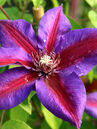 Clematis 'Mrs. N. Thompson'