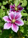 Clematis 'Piilu'