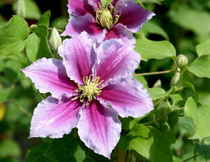 Langlebige-Waldrebe – Clematis