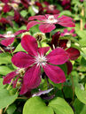Clematis 'Westerplatte'