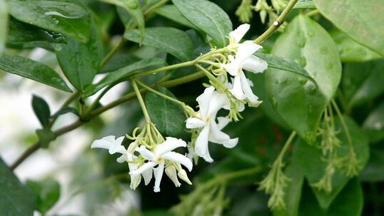 Charakteristisch sind die strahlend weissen Sternblüten von 2,5 cm Durchmesser.