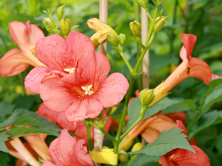 Trompetenblume  Campsis | Hauenstein AG