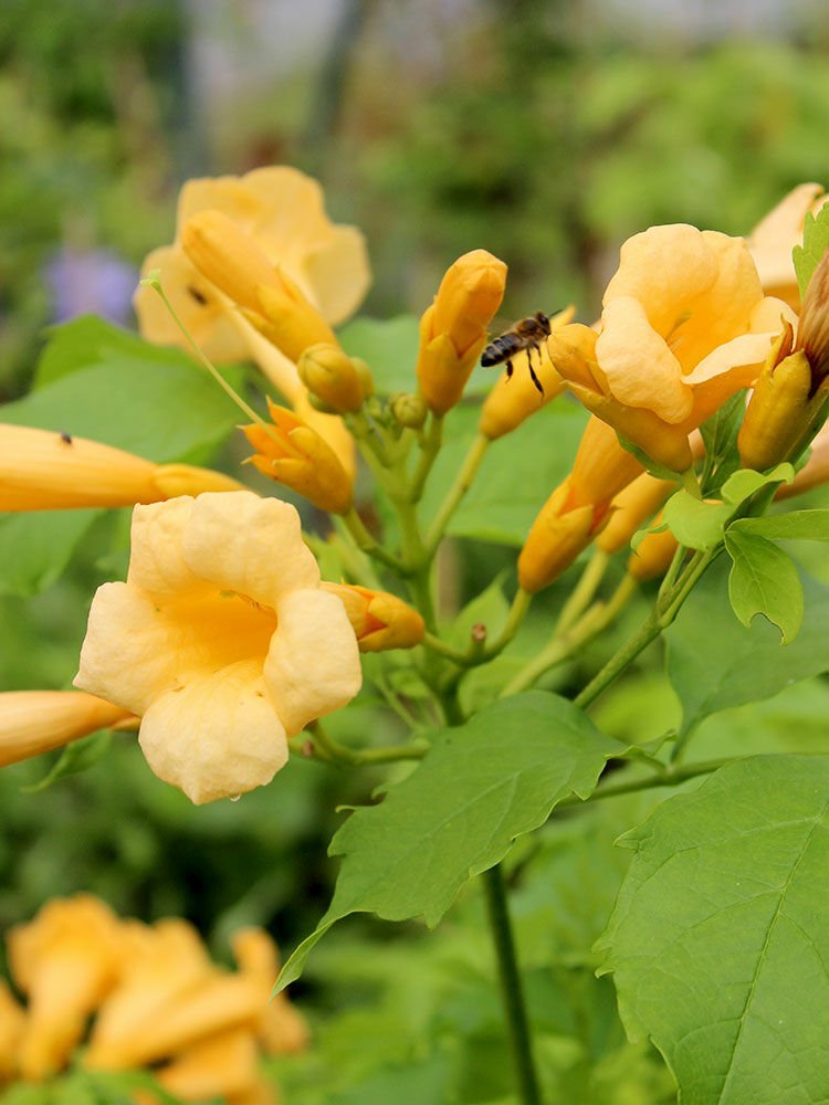 Trompetenblume  Campsis | Hauenstein AG
