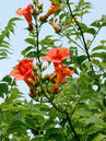 Campsis radicans 'Stromboli' Foto © PlantaPro