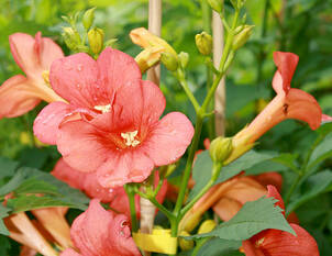 Trompetenblume – Campsis