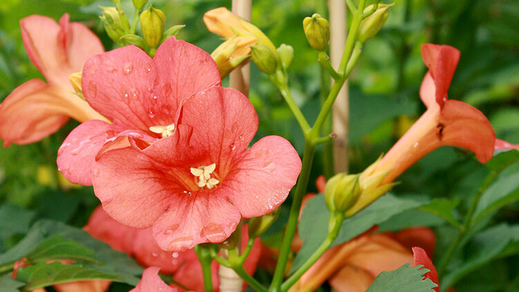 Trompetenblume Campsis Hauenstein Ag