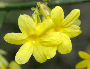 Winter-Jasmin – Jasminum nudiflorum 
