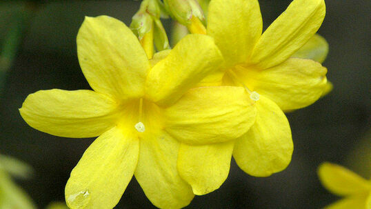 Es ist schon erstaunlich, dass eine solch filigrane Blüte auch Minustemperaturen unbeschadet übersteht.  Foto © PlantaPro