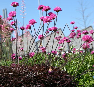 Armeria maritima ‘Rubrifolia’ – auffällige Grasnelke mit dunklem Laub und rosa Blüten, dekorativer Kontrast im Beet